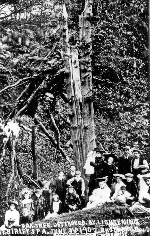 Oak tree at Birley Spa, hit by lightning, 9th June 1907
