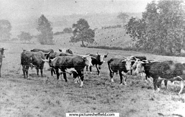 Cows grazing, Woodhouse