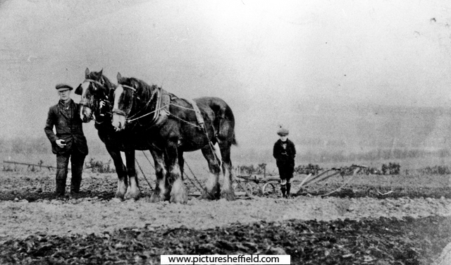 Thomas Mottram with his shirehorses and plough, Handsworth Hall Farm