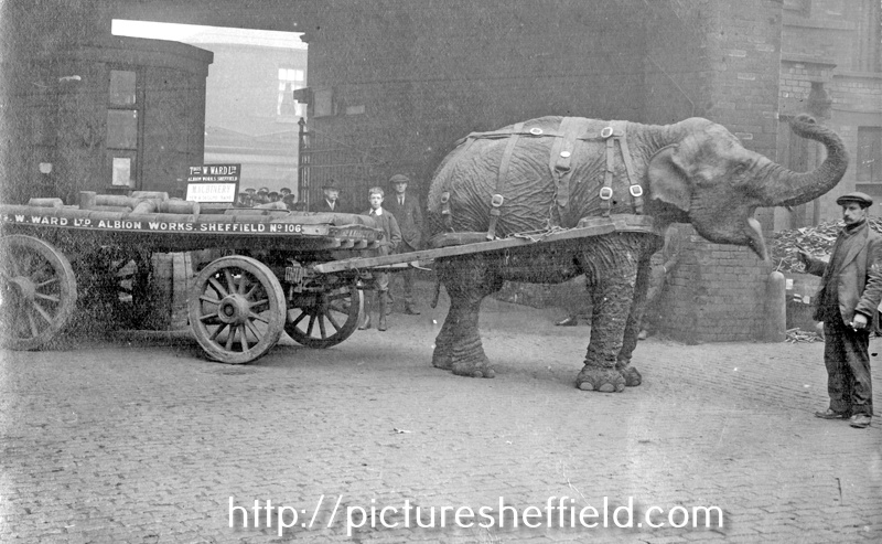 Lizzie Ward (elephant) working for T. W. Ward, Albion Works