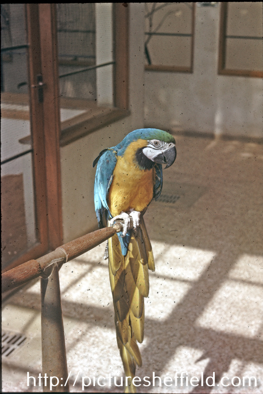 The macaw in the Botanical Gardens