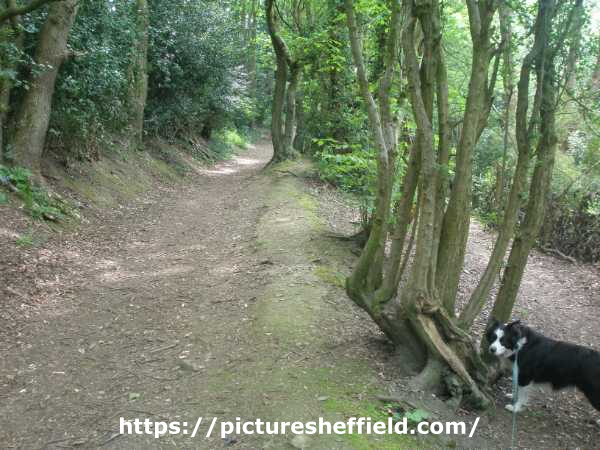 Bolehill Wood, leading from Cherry Bank Road to Cobnar Road