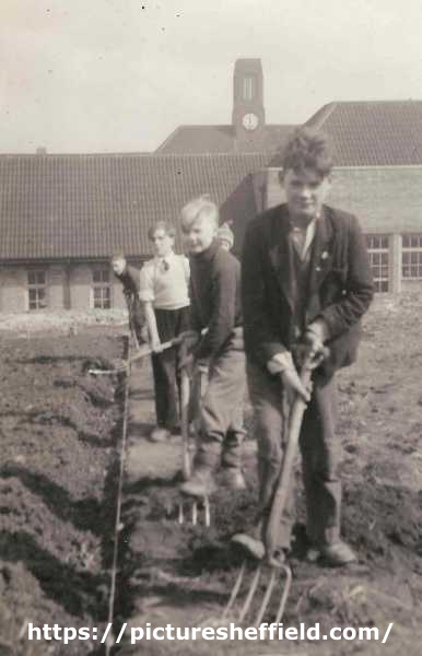Woodthorpe School, Woodthorpe Road - planting potatoes