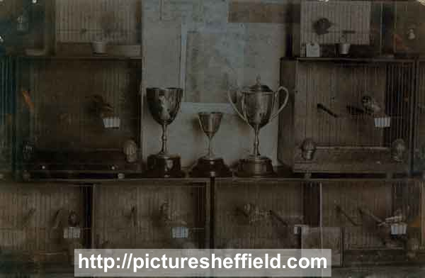 Winners cups and bird cages, probably All England Show, Sheffield Ornithological Society, c. 1914
