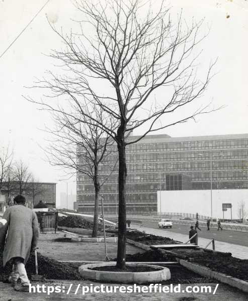 Tree planting on Arundel Gate showing (centre) Owen Building, Sheffield Polytechnic