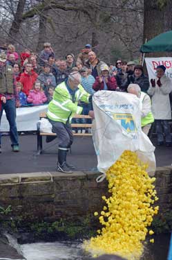 Endcliffe Park Charity Duck Race - the ducks being tipped into the river