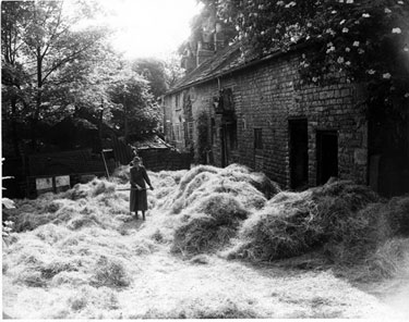 Creswick's Farm, Snaithing Lane, Crosspool, Miss Creswick haymaking