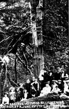 Oak tree at Birley Spa, hit by lightning, 9th June 1907