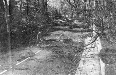 Gale damage on Ecclesall Road South