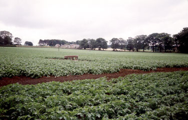 Former horse trough from Hunter's Bar, in a field bounded by Hangram Lane and Cottage Lane. Hangram Lane Farm in background