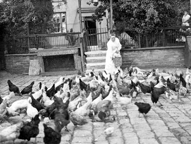 Mrs Senior feeding the poultry at the rear of Hartley House, now the Working Mens Club, Bellhouse Road, Shiregreen