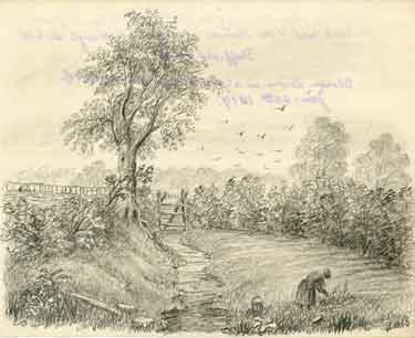 Old Ash which overhung the spot where the lane from the Park Ward to the Manor is excavated through the hill. Sheffield Park. Blown down in a gale during the night of Jan. 25th 1819 (sketched by John Holland Brammall (when a boy))