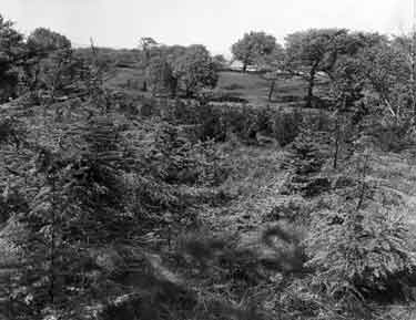 Dedicated woodland, Lady Canning's plantation, Ringinglow