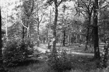 Bowden Housteads Wood, Darnall