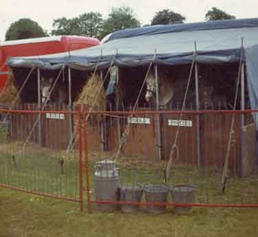Circus horses at Hillsborough Park