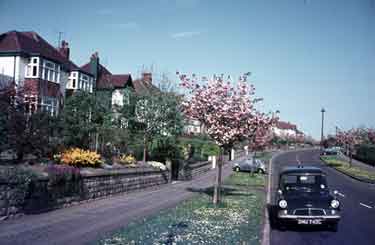 Flowering cherry trees on Knowle Lane