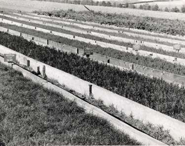Tree saplings for planting for the construction of  the Ewden Valley reservoirs (either More Hall or Broomhead)