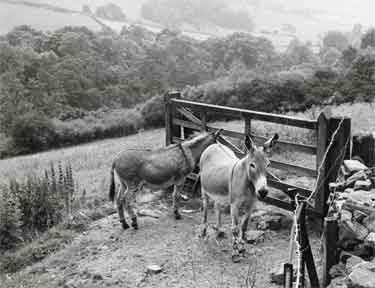 Donkeys in the Mayfield Valley