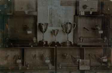 Winners cups and bird cages, probably All England Show, Sheffield Ornithological Society, c. 1914