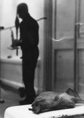 Pig's head / butchers?