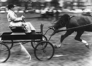 Horse trials in Endcliffe Park