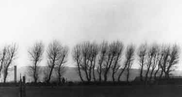 Line of trees