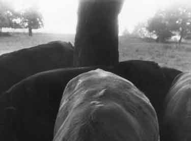 Cattle around a tree