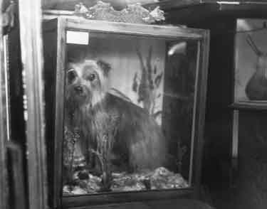 Stuffed dog in window of antiques shop