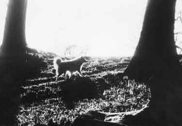 Dog in a Sheffield park