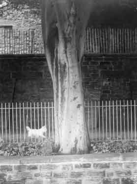 Tree in unidentified location