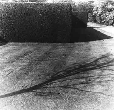 Shadow of tree in unidentified park