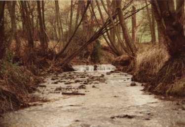 Eckington Woods showing the River Moss