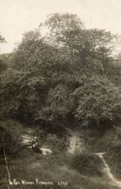 Roe Wood, Pitsmoor