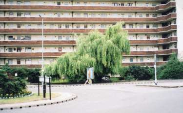 Weeping Willow tree in front of Regent Court Flats, Bradfield Road, Hillsborough
