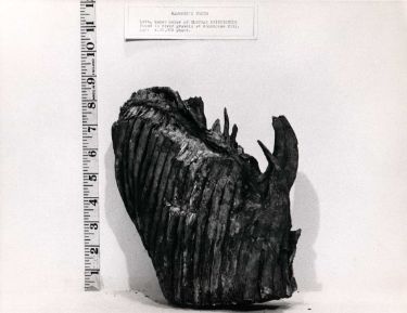 Upper molar of Elephas Primigenius (Mammoth) found in river gravels at Woodhouse Mill