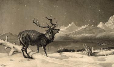 Drawing of a stag by Edward Carpenter (1844 - 1929)