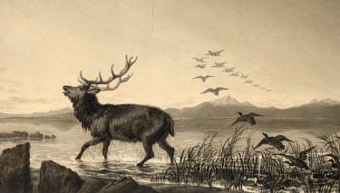 Drawing of a stag by Edward Carpenter (1844 - 1929)
