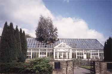 Tree growing through greenhouse, Weston Park