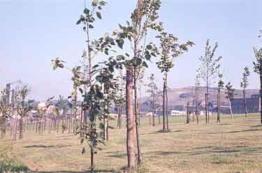 Trees on Pye Bank
