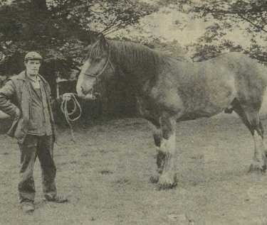 Proctor, a 4 year old gelding, a new addition to Graves Park Animal Sanctuary