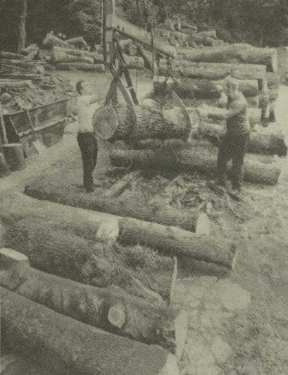 Ecclesall Woods sawmill - threatened with closure