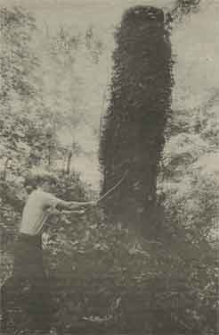 Sculptor, Rod Powell, working on turning a treet stump into a sculpture in Graves Park