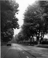 Fulwood Road, trees had been pruned in 1938-39 which caused a lot of controversy at the time
