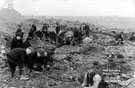 Coal gatherers on Nunnery tip during Coal Strike