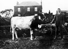 Mr. Payne with his Prize Cow, Hall Farm, Tinsley, (Cuthbert's Farm) Mr. Payne with his Prize Cow, Hall Farm, Tinsley, (Cuthbert's Farm)