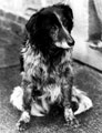 'Tip' the Derbyshire sheepdog which stayed by the body of her dead master, Mr. Joseph Tagg on the Howden Moors for fifteen weeks from 12th December  1953 to 27th  March 1954
