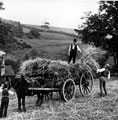 Haymaking, East Bank Road