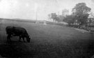 Cow grazing in field, Mount Zion (later became Wesley Tower), in background