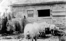 Pig Keeping, Myrtle Bank Farm, Heeley Pig Keeping, Myrtle Bank Farm, Heeley