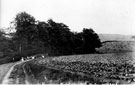 Cabbage field at Hazelbarrow Farm Cabbage field at Hazelbarrow Farm